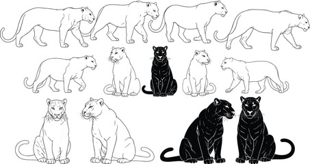 Set of lioness and panther silhouettes with outlines, walking and sitting wild cat vector illustrations collection, predator animal figures isolated on white. © Sajib