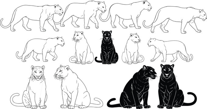 Set of lioness and panther silhouettes with outlines, walking and sitting wild cat vector illustrations collection, predator animal figures isolated on white.