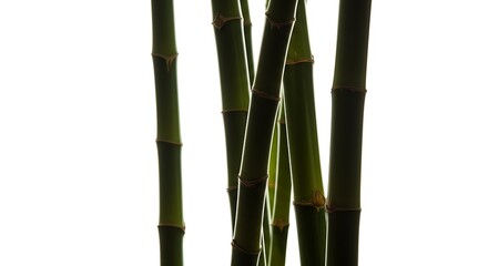 Obraz premium Bamboo Silhouette: Serene Green Stalks Against Brightness