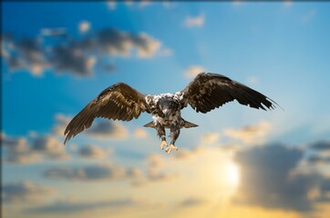 Fototapeta premium Bald Eagle wild bird flying in sky