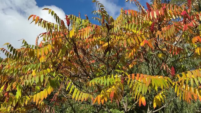 Staghorn Sumac tree in autumn.