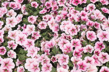 Petunia axillaris flower plant on pot in nursery
