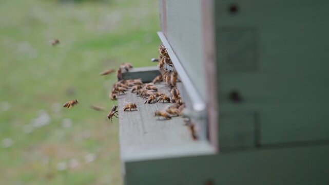 Detailed close-up of worker bees clustering at the landing board of a wooden hive, showing the busy activity of a healthy colony returning with resources to the apiary.