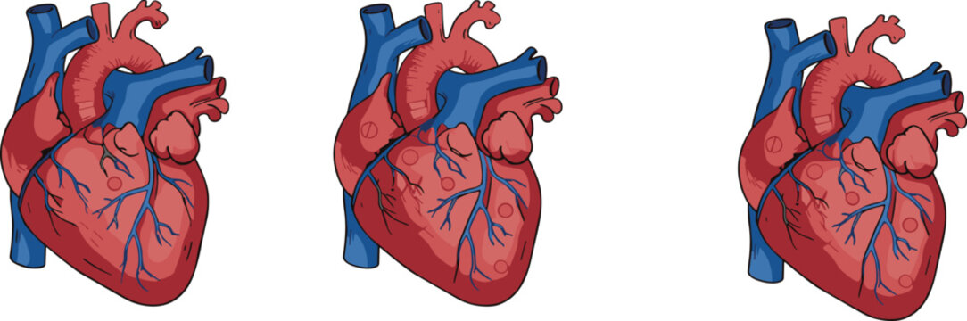 Human anatomical heart vector illustration set with detailed circulatory organ drawing for medical education healthcare and biology design