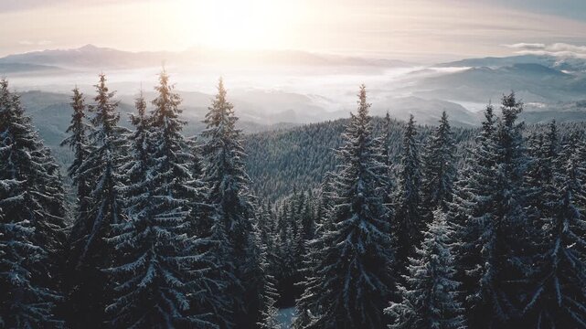 Scenic winter view of a dense evergreen forest blanketed in snow, set against misty mountain ridges. Golden sunlight breaks through the clouds, casting a warm glow over the valleys and snow-covered tr