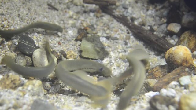 Western brook lampreys spawning in the Pacific Northwest in Canada.