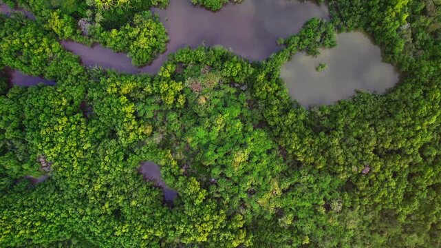 Zenithal forward drone shot above lush green wetlands and water channels near Los Cristianos, Tenerife, revealing organic patterns and rich vegetation.