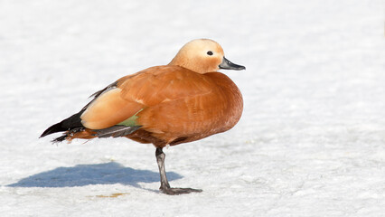 duck in snow