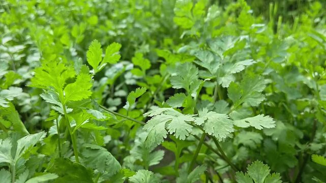 Coriander plants are growing in field. Healthy herbs cultivation and green farming in countryside field.