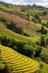 landscape rice terraces in the moutain and blue sky with cloud