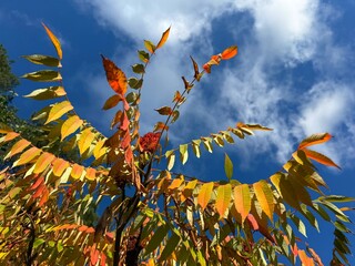 Obraz premium Rhus typhina Staghorn Sumac tree in autumn park.