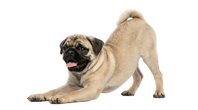 Pug dog in play bow position with curled tail