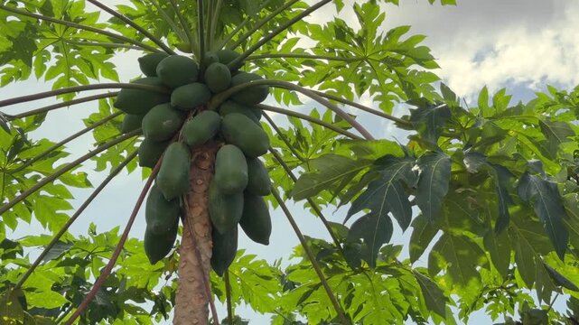 Papaya fruits grow in a compact cluster high on the tree with surrounding leaves and soft cloudy sky visible behind. Orchard growth.