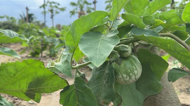 Close view of a Solanum melongena fruit beneath wide leaves, with softly blurred vegetation behind, highlighting plant structure and growth stage. Agricultural produce.