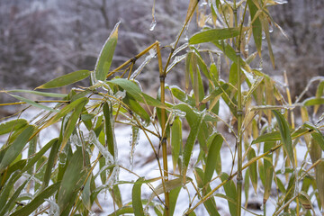 Frozen Bamboo Leaves with Ice - Winter Nature Close Up