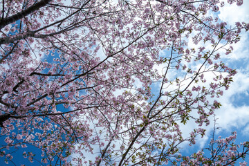 青空に映える満開の桜