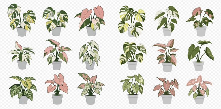 Collection of potted house plants with variegated leaves, including Monstera, Caladium, and Syngonium, on a transparent background.
