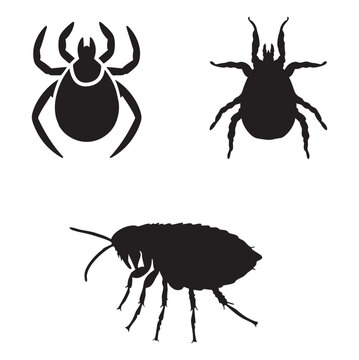 Ticks, Fleas and mites vector illustration