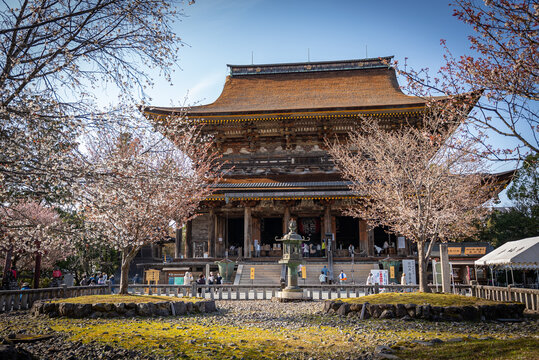 Japanese Temple in Yoshino Temple, Spring Beautiful Scene with Sakura
