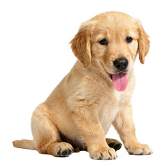 Obraz premium Cute Golden Retriever Puppy Sitting with Tongue Out