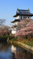 Naklejka premium 北海道松前城桜景色