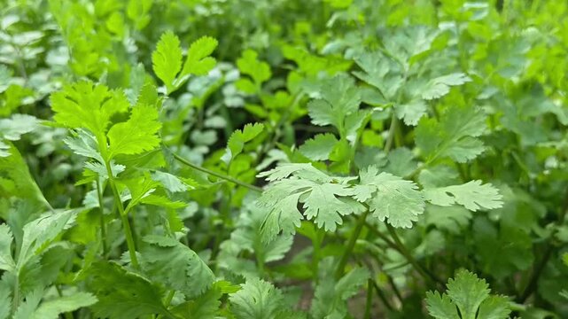Coriander plants are growing in field. Healthy herbs cultivation and green farming in countryside field.