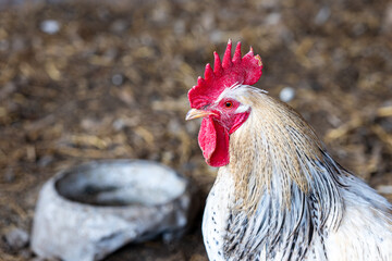 Rooster standing in a backyard chicken coop near a water bowl, close up view of cage free poultry farming. © Marek