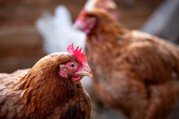 Brown laying hens in a chicken coop, close up view showing comb and feathers, raised in a non cage backyard poultry environment.  © Marek