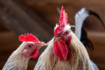 Hen pecking rooster feathers in a backyard chicken coop, natural poultry behavior showing flock dynamics, cage free farm environment. © Marek