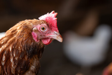 Close up portrait of a brown laying hen inside a chicken coop, showing head details, comb and feathers in a domestic backyard poultry environment. © Marek