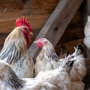 Hen pecking rooster feathers in a backyard chicken coop, natural poultry behavior showing flock dynamics, cage free farm environment.