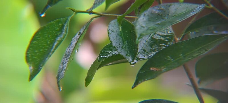Close-up view of dew on vibrant green || Green Serenity