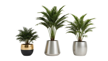 Obraz premium Three modern potted palm trees for interior design and decoration
