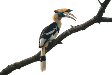 Obraz premium Hornbill Bird Sitting on a Tree branch Isolated on White Background