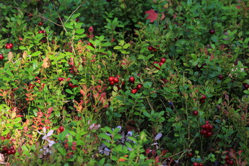 Red berries and lingonberries hang on bushes in a summer forest