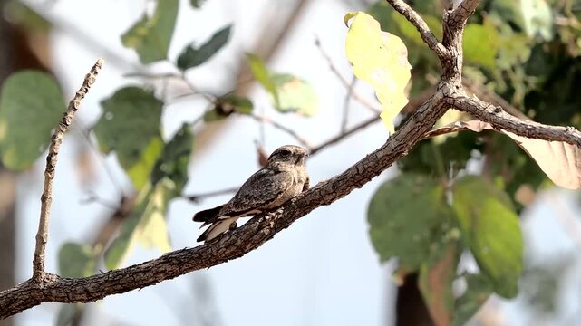 Savanna Nightjar sitting on the tree in  forest