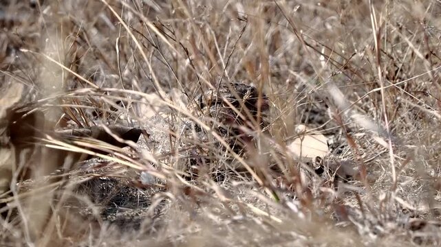 Savanna Nightjar sitting on the tree in  forest