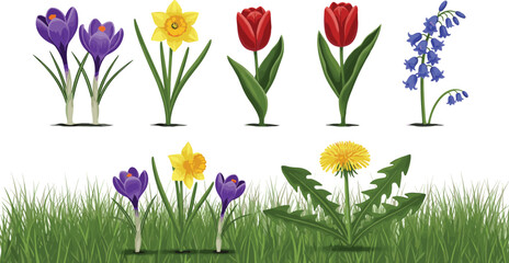 Vector collection of spring flowers and garden grass with purple crocus, yellow daffodil, red tulips, bluebells and yellow dandelion isolated on white background