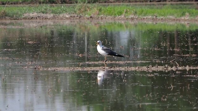 Lesser black‑backed gull  Larus fuscus, single bird in water,