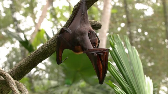 Large Flying Fox Bat Hanging Upside Down and Stretching Wings