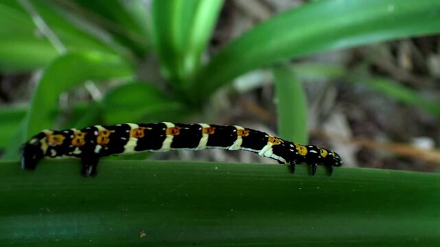 Caterpillar moving on a green leaf in a garden under natural light during daytime