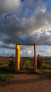 Yellow door stands open in vineyard with rows of plants and clouds in the sky