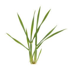 Obraz premium Growing green onion plant in a studio setting nature photography isolated on transparent background