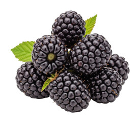 Berry farm close-up harvesting fresh blackberries outdoors isolated on transparent background