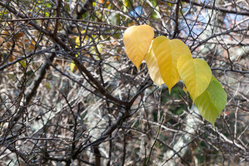 初冬の公園で並んだ黄色い葉っぱ