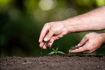 Hand care plant. Green plants grow under sunlight. Planting crops concept. Organic soil for growth...