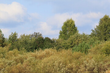 Obraz premium forest in the autumn