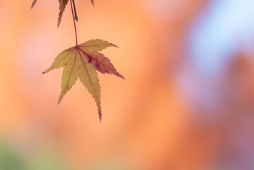 オレンジ色の背景に美しい黄葉が一枚