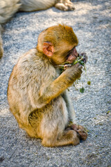 Barbary macaque is eating greenery