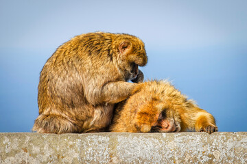 Barbary macaque is looking for bugs